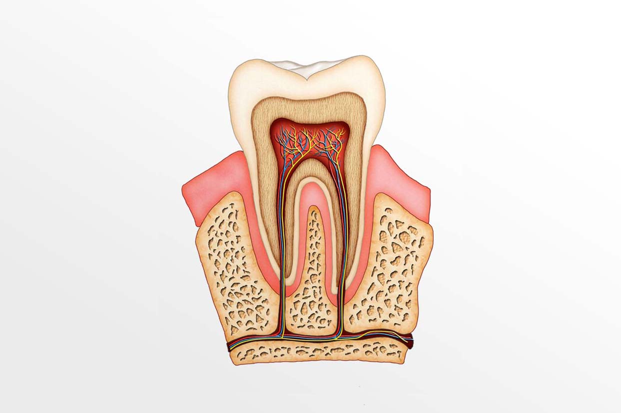 Endodoncia